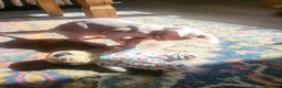 Sphynx cats for sale: Last Canadian sphynx looking for a loving home  - Advert 23