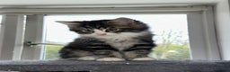 Mixed Breed cats for sale: 4 Maine coon kittens available now  - Advert 2