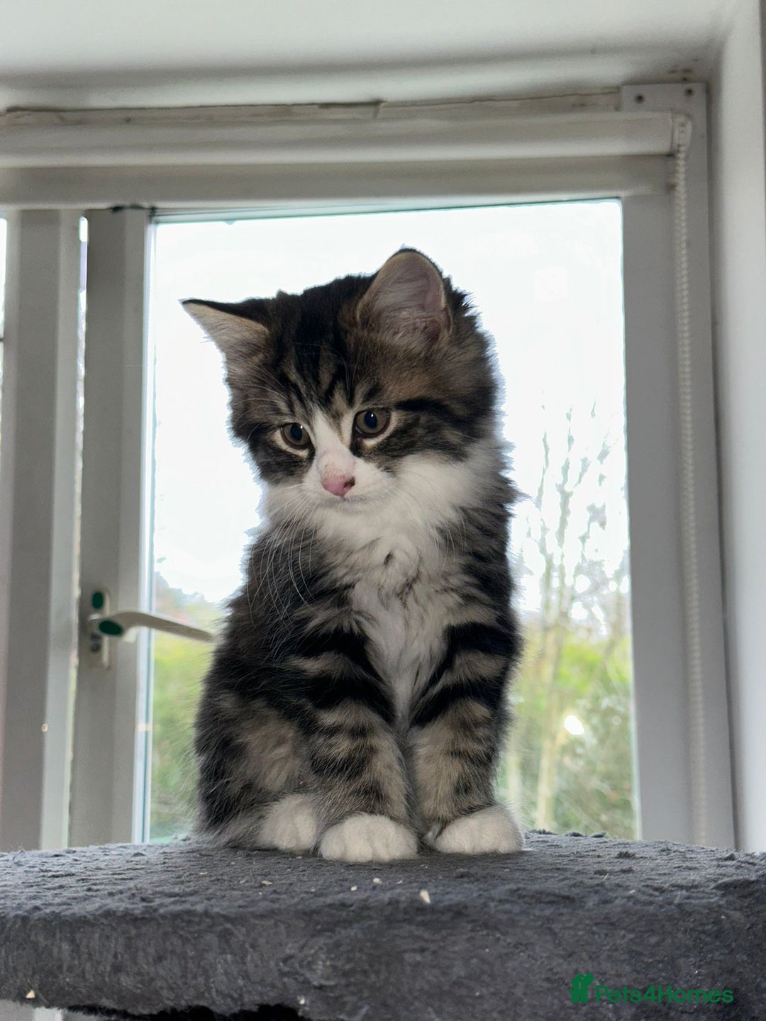 Mixed Breed cats for sale: 4 Maine coon kittens available now  - Advert 2