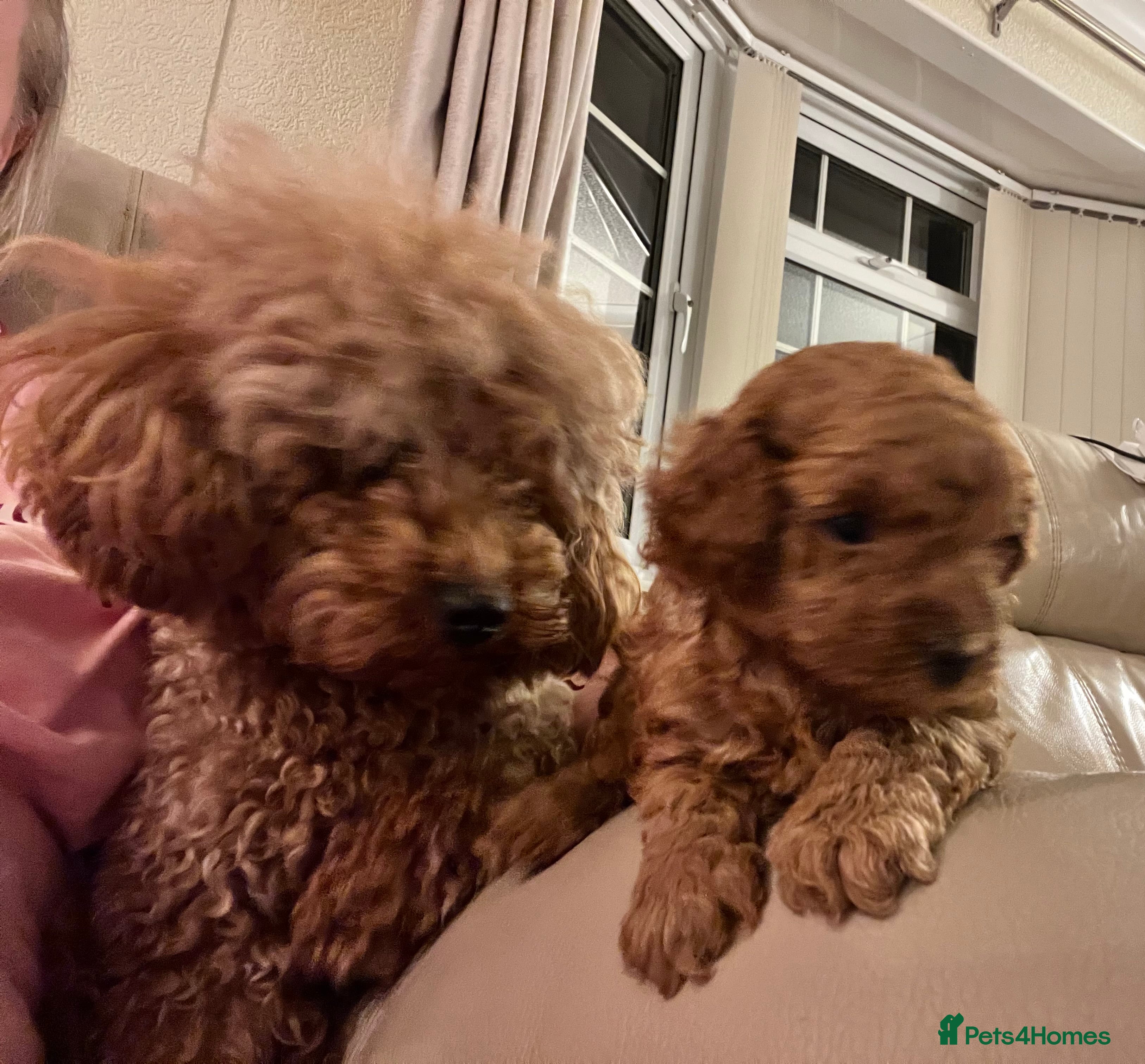 Toy Poodle dogs Red Toy Poodle  - Advert 3