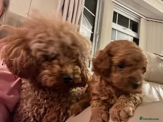 Toy Poodle dogs Red Toy Poodle - Advert 3