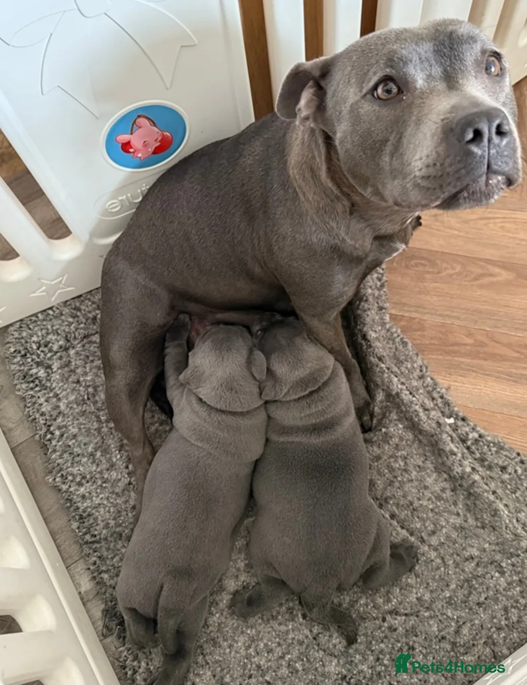 Staffordshire Bull Terrier dogs for sale: Handled and raised at home staffys - Advert 6