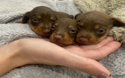 Miniature Dachshund dogs for sale: Pra clear miniature dachshunds - Image 7