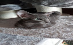 Oriental cats for sale: Full Pedigree Oriental 1 Kitten XL size ears GCCF in Biggleswade - Image 16