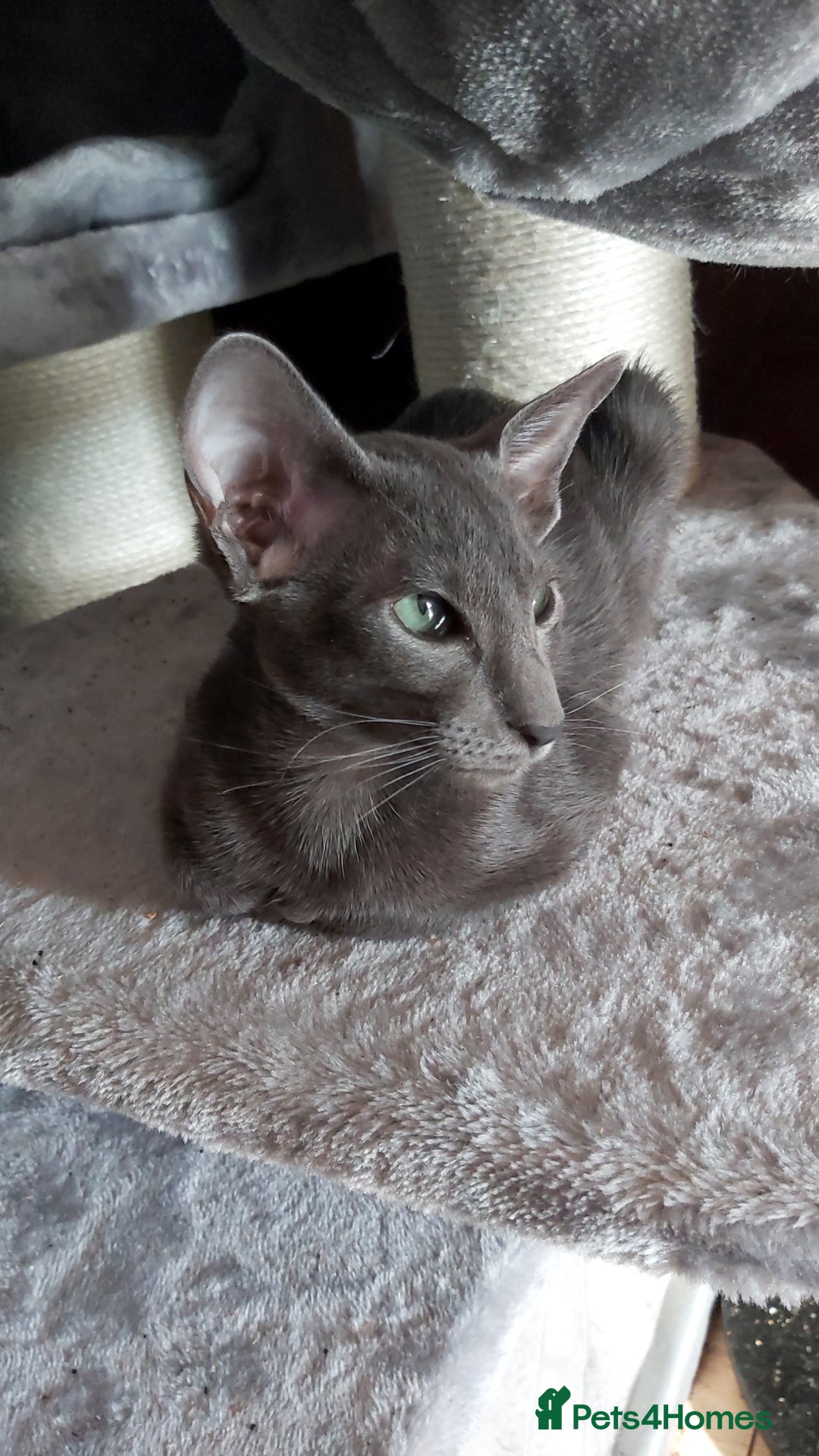 Oriental cats for sale: Full Pedigree Oriental 1 Kitten XL size ears GCCF in Biggleswade - Image 16