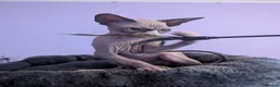 Sphynx cats for sale: ***TICA ACTIVE*** - PURE BREAD SPHYNX - AVAILABLE - Advert 3
