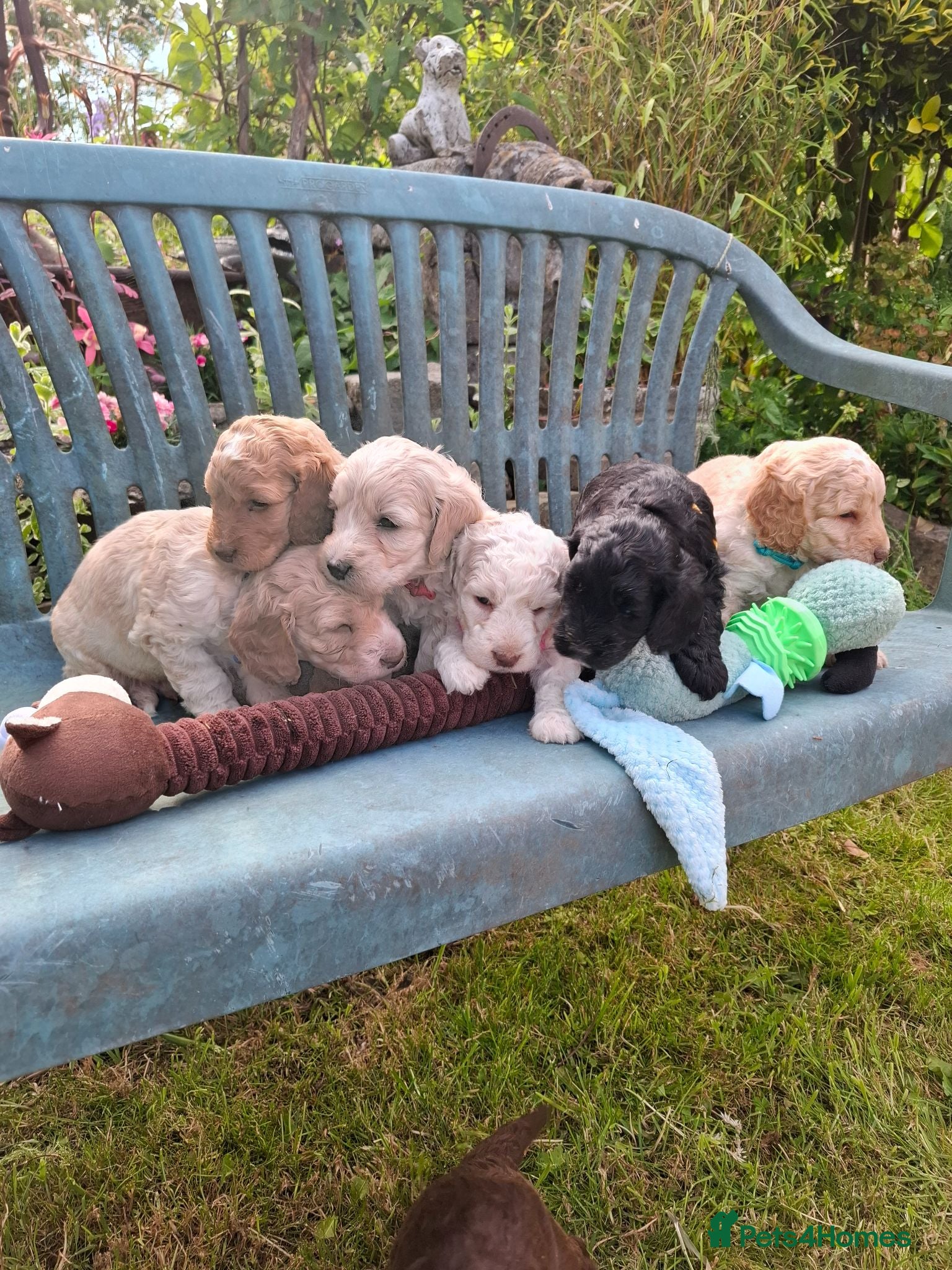 Cockapoo dogs Beautiful Cockapoo Puppies For Sale  - Advert 9