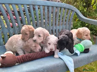 Cockapoo dogs Beautiful Cockapoo Puppies For Sale - Advert 5