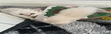 Ragdoll Kitten 4