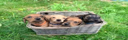 Miniature Dachshund dogs for sale: 5 Mini Smooth & 2 Mini Long Haired Dachshunds in Stoke-on-Trent - Advert 1