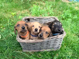 Miniature Dachshund dogs 5 Mini Smooth & 2 Mini Long Haired Dachshunds - Advert 1