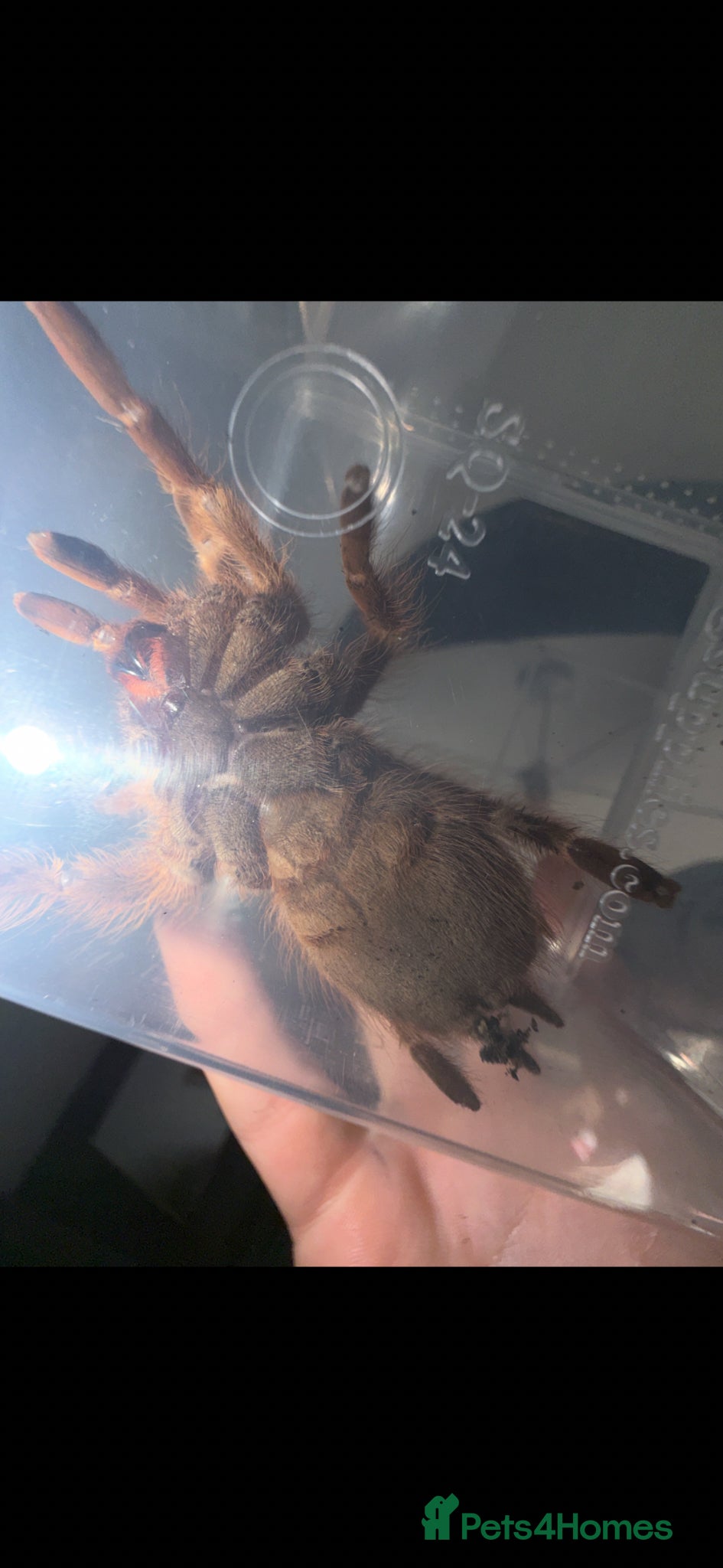 Tarantulas invertebrates for sale: Brazilian blonde  - Advert 2