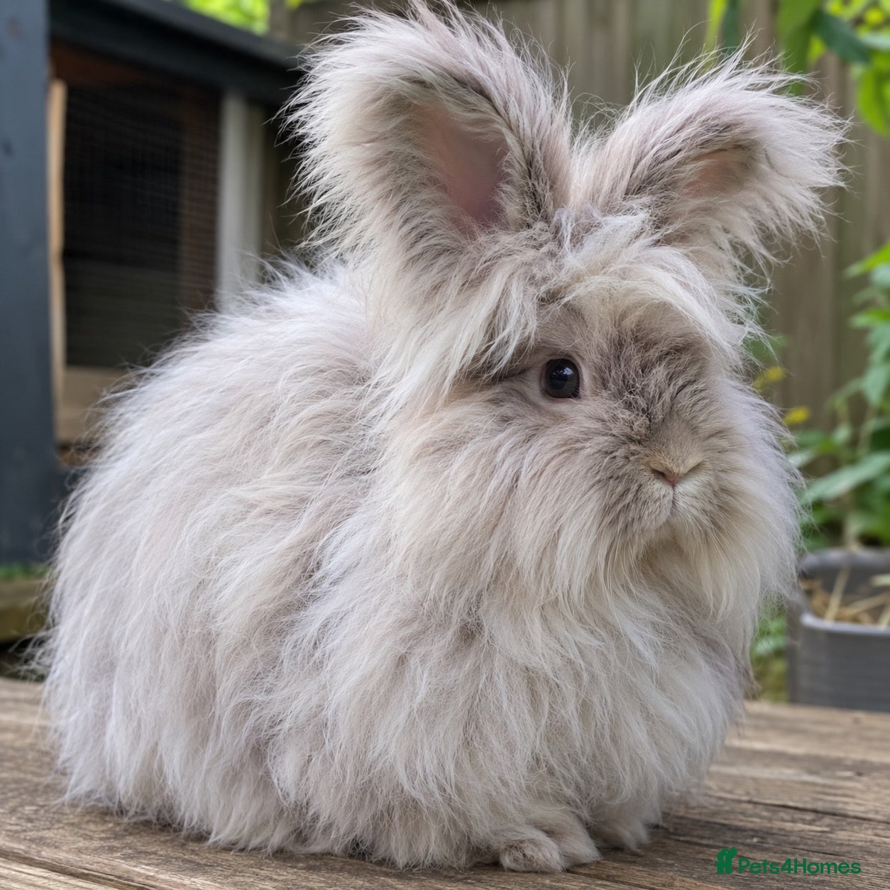Angora rabbits English Angoras - Advert 1