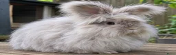 Angora rabbits for sale: English Angoras in Andover - Advert 1