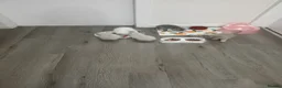 Ragdoll cats for sale: Kittens  - Advert 1