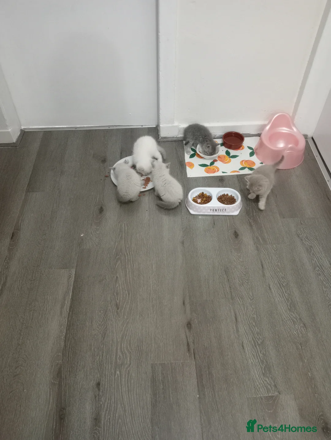 Ragdoll cats for sale: Kittens  - Advert 1