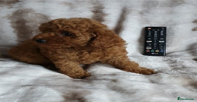 Toy Poodle dogs - Advert 3