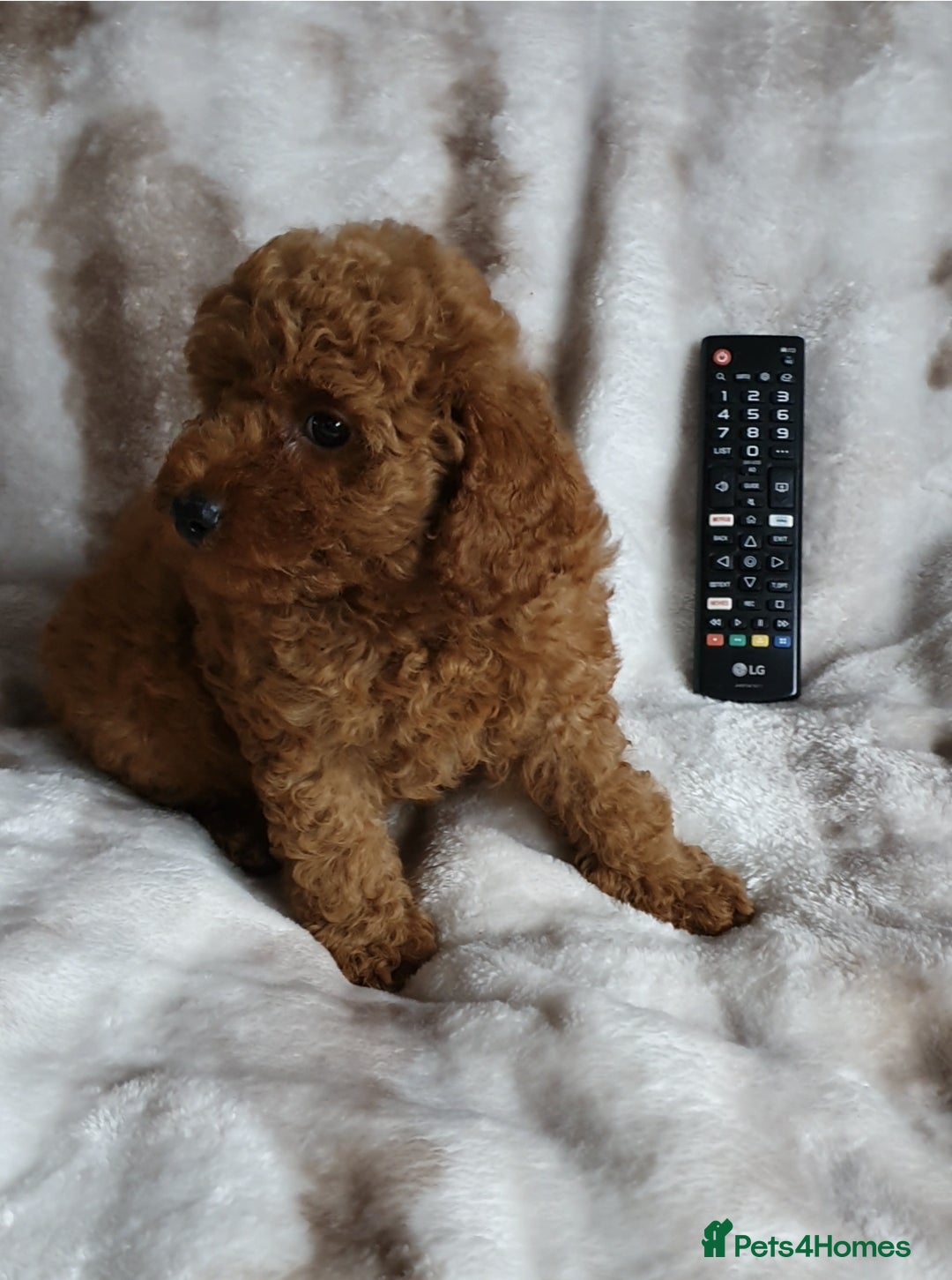 Toy Poodle dogs for sale: KC red Toy Poodle, DNA tested, champion bloodline - Image 3
