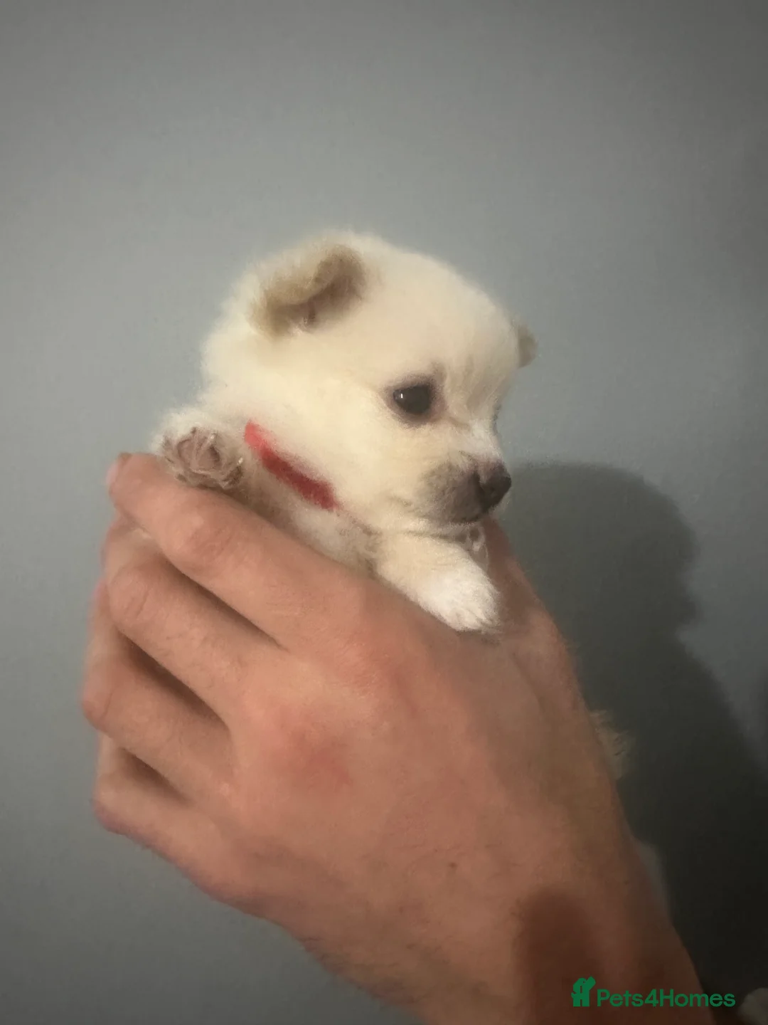 Pomeranian dogs for sale: Beautiful Pomeranian Puppies - Advert 14