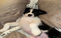 Sprollie dogs for sale: 7 Sprollie X Border Collie pups READY NOW - Image 1