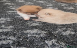 Pomeranian dogs for sale: Top Quality -KC registered  - Image 29