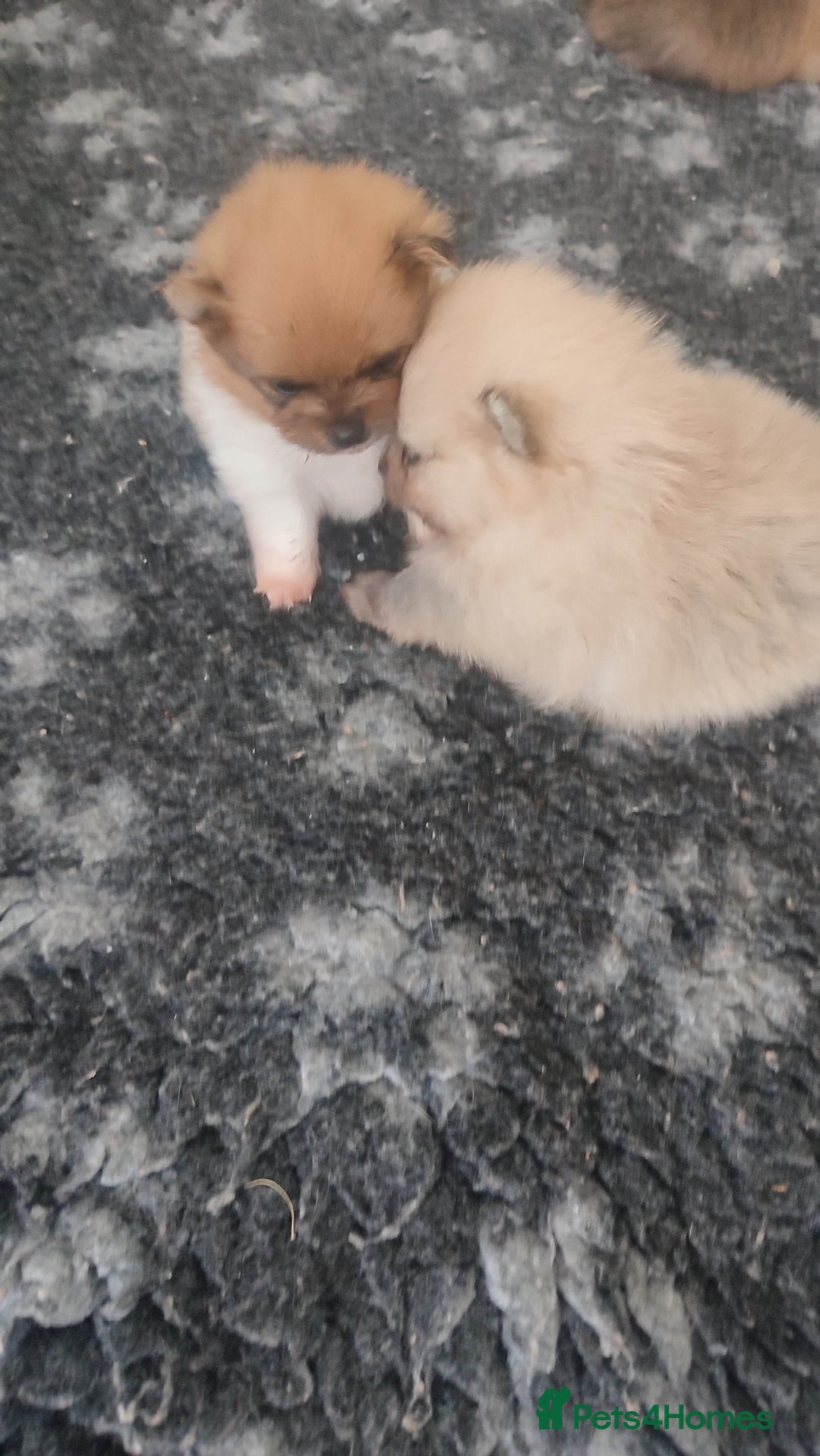 Pomeranian dogs for sale: Top Quality -KC registered  - Image 29