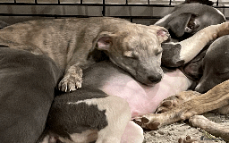 Whippet dogs for sale: Whippet puppies Northamptonshire - Image 13