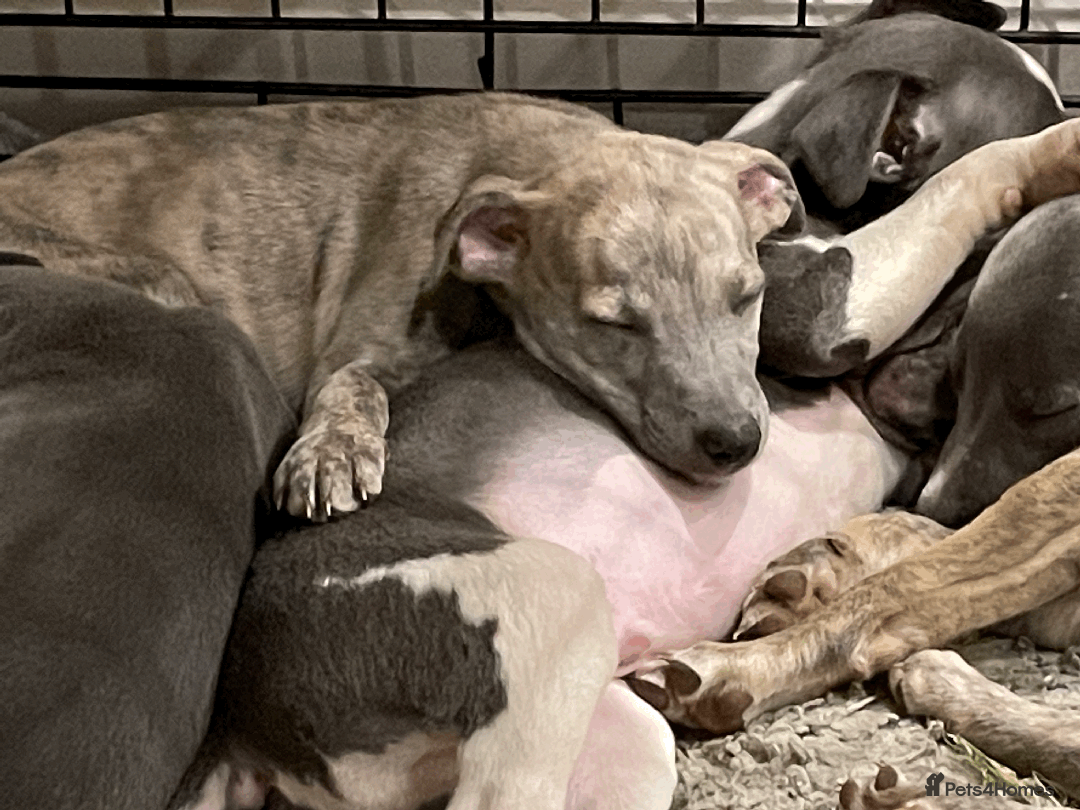 Whippet dogs for sale: Whippet puppies Northamptonshire - Image 13