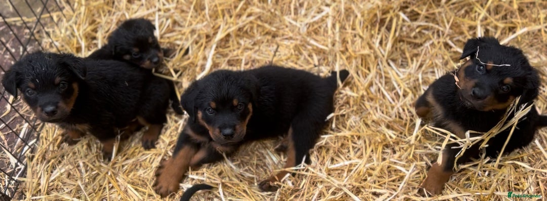 Rottweiler dogs for sale: LAST PUPS REMAINING. READY TO LEAVE  - Image 10