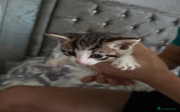 Domestic Shorthair cats for sale: X3 kittens for sale all male  - Image 8