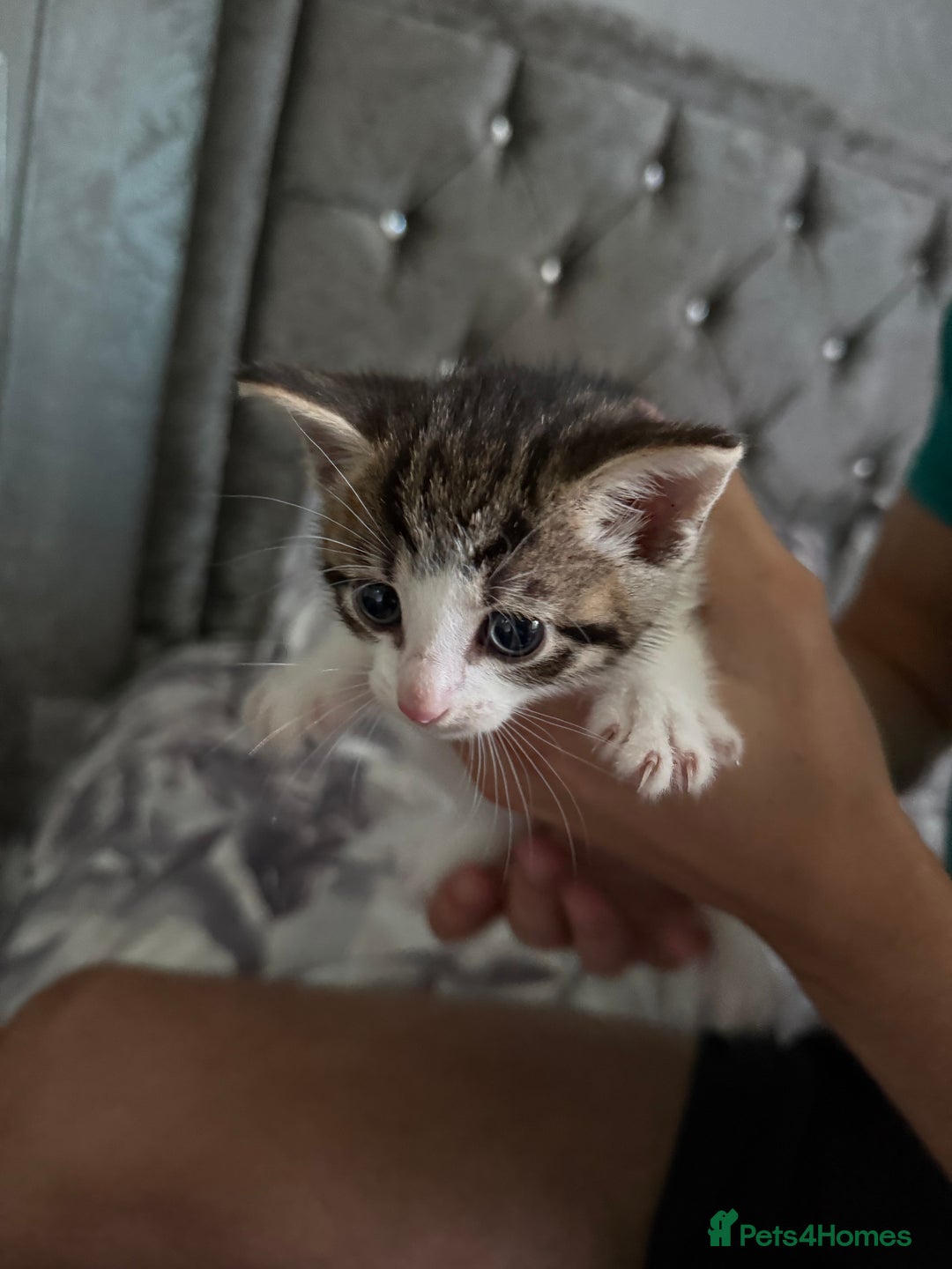 Domestic Shorthair cats for sale: X3 kittens for sale all male  - Image 8