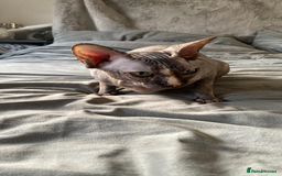 Sphynx cats for sale: Beautiful sphynx👑 - Image 6
