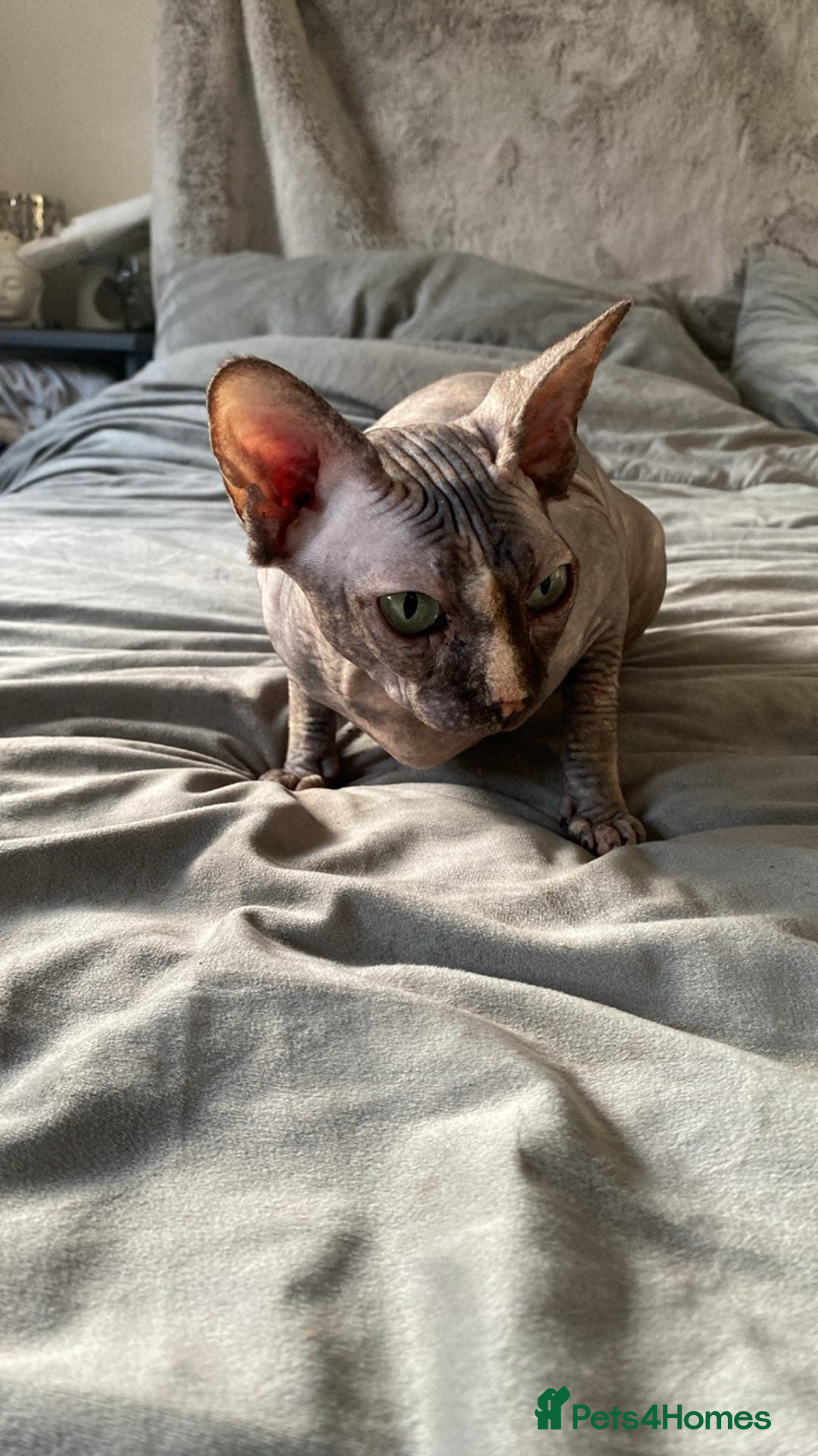 Sphynx cats for sale: Beautiful sphynx👑 - Image 6