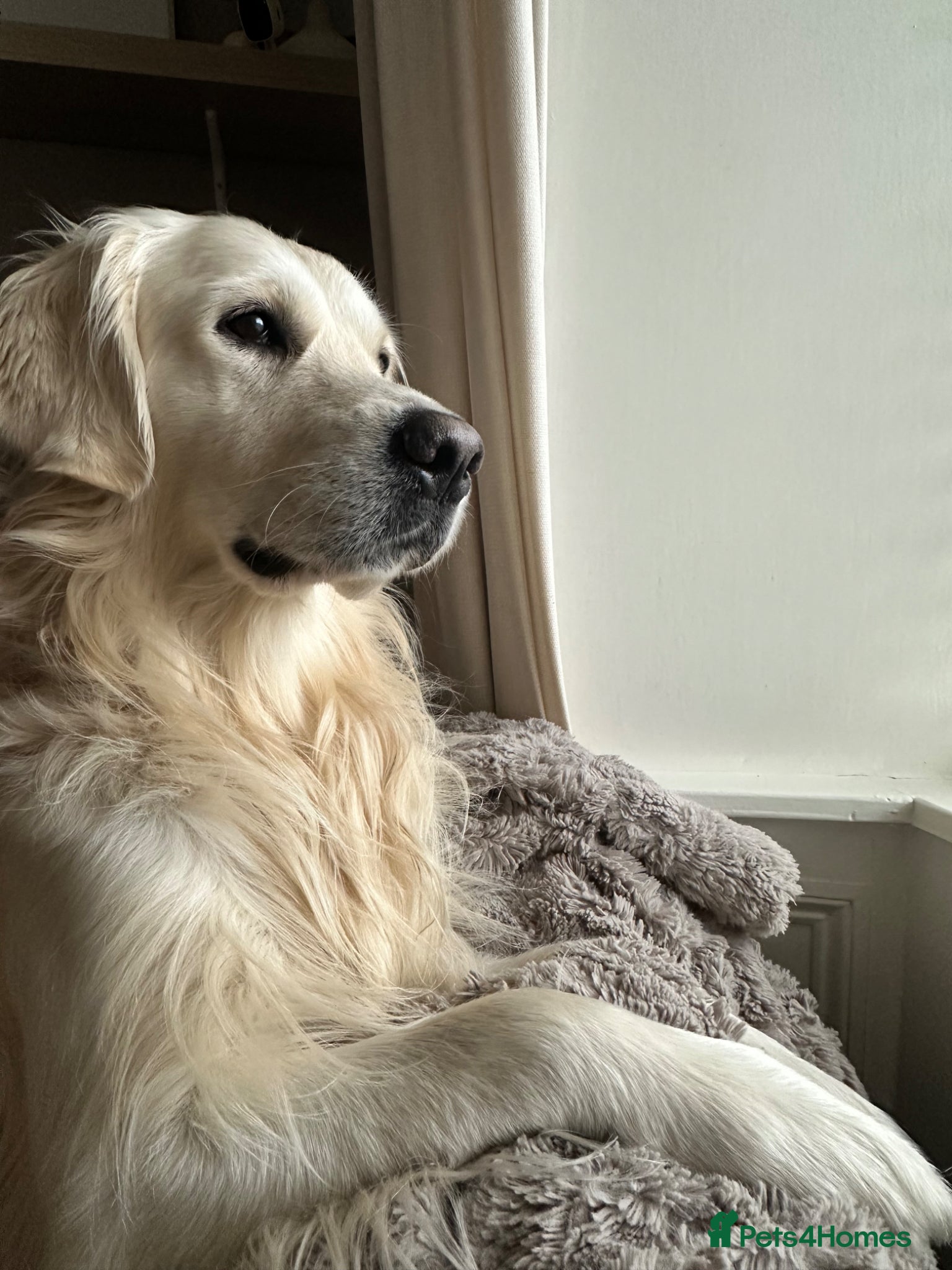 Golden Retriever dogs Proven KC reg cream golden retriever - Advert 22