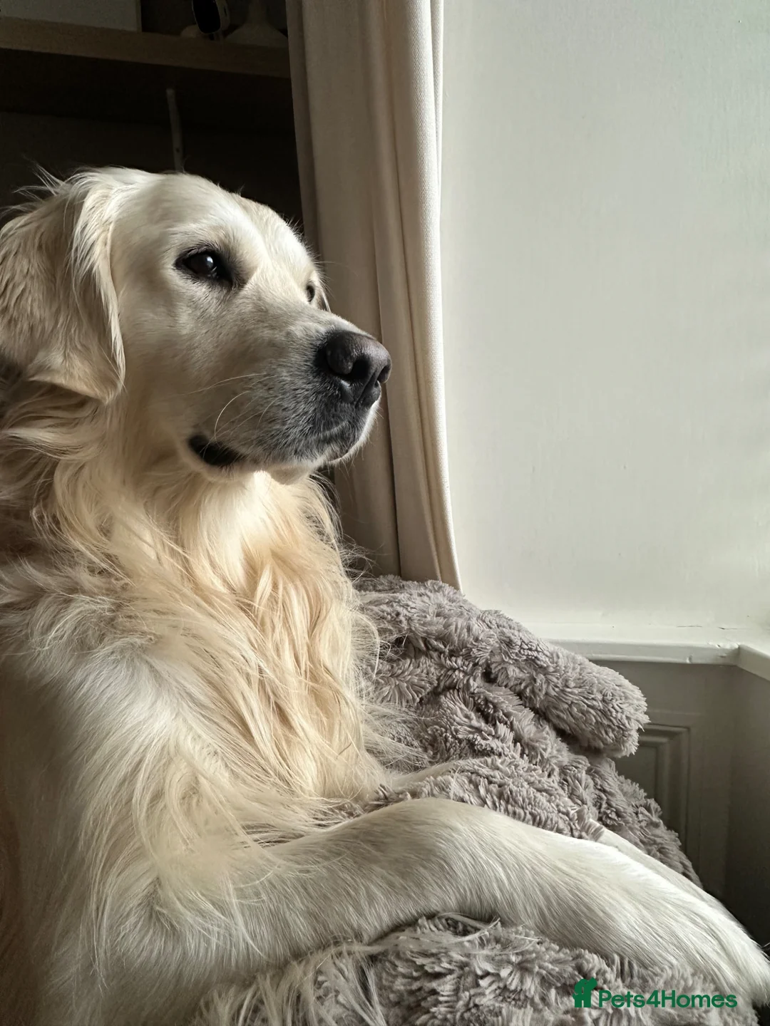 Golden Retriever dogs for stud: Proven KC reg cream golden retriever - Advert 2