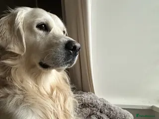 Golden Retriever dogs Proven KC reg cream golden retriever - Advert 22