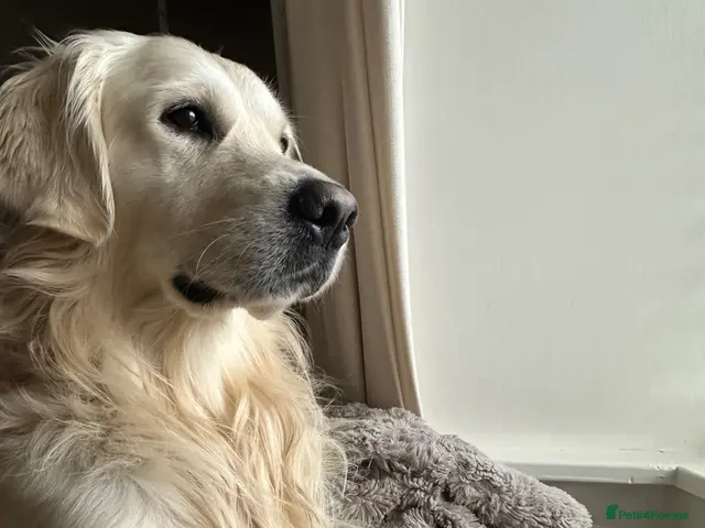 Golden Retriever dogs Theo | Proven & Health Tested Stud - Advert 1