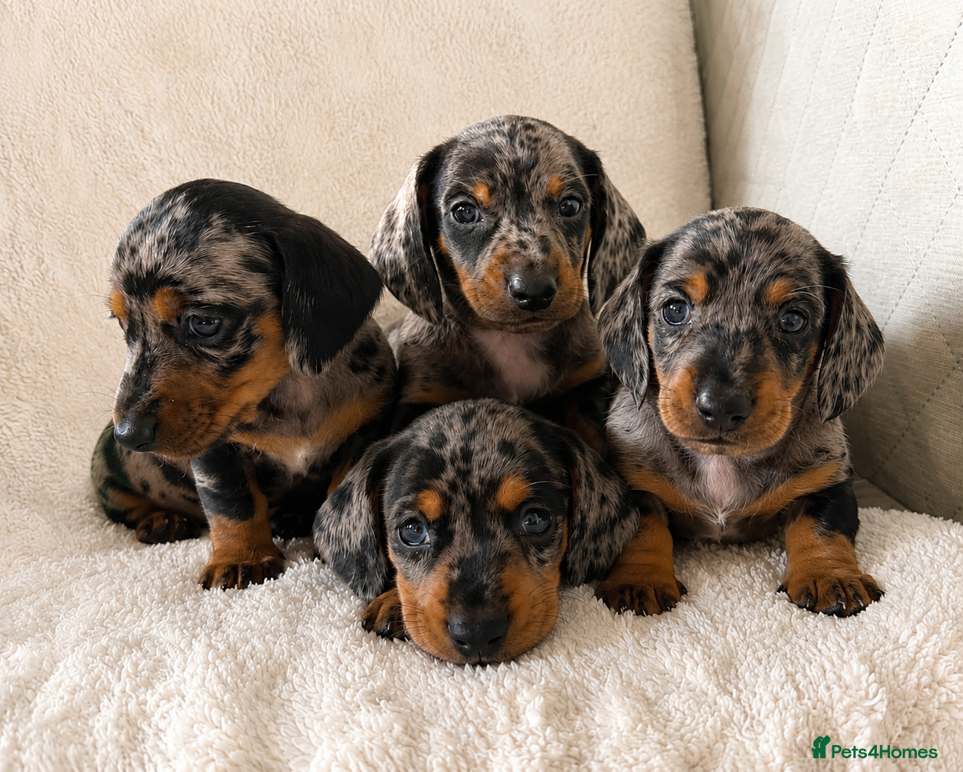 Miniature Dachshund dogs Mini dachshund pupies KC reg DNA tested parents - Advert 1