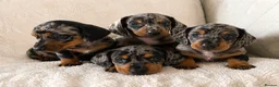 Miniature Dachshund dogs for sale: 5★ LICENSED BREEDER • KC REG BOYS READY NOW  - Advert 21