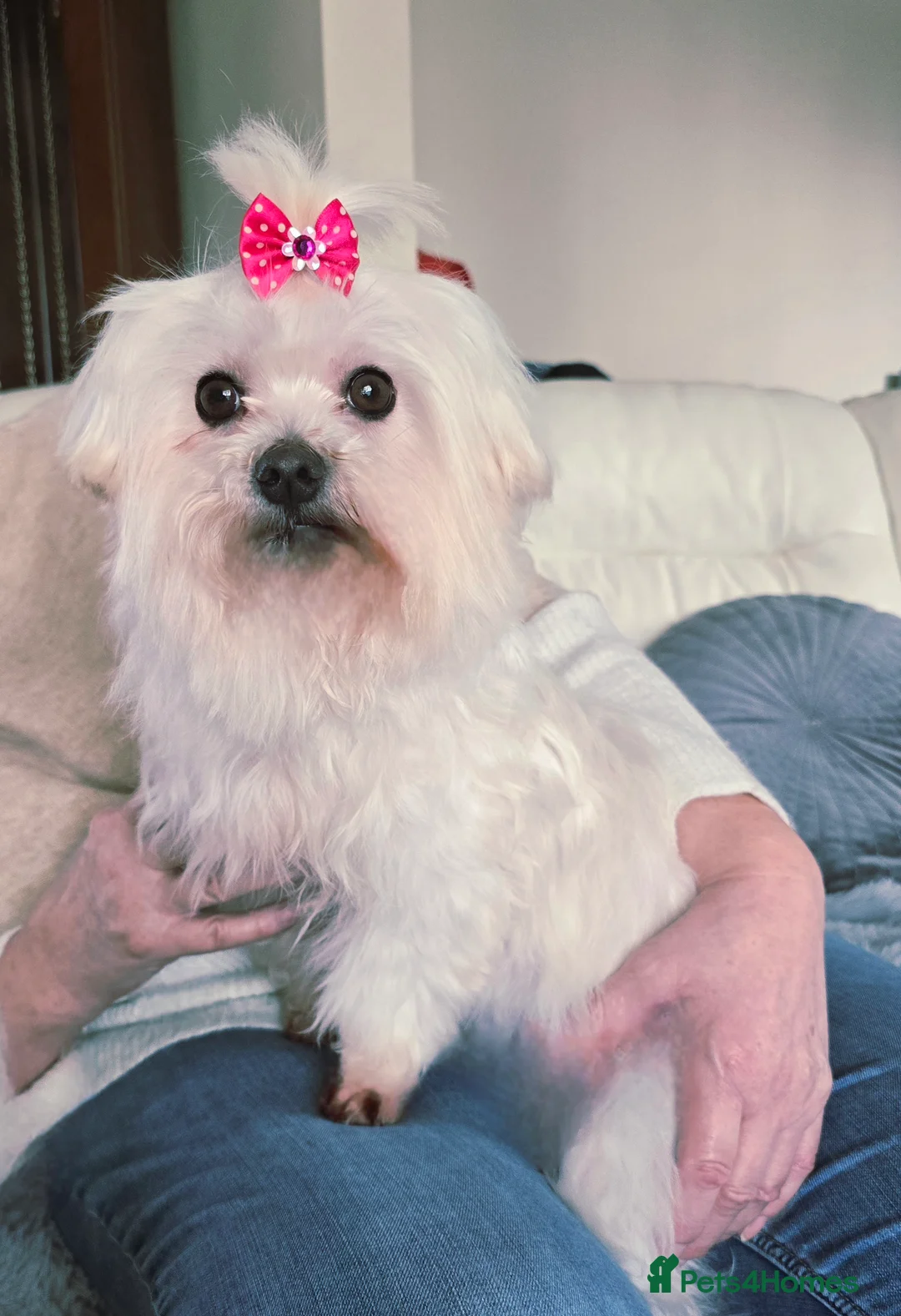 Maltese dogs for sale: *Beautiful Maltese 4yrs girl* - Advert 6