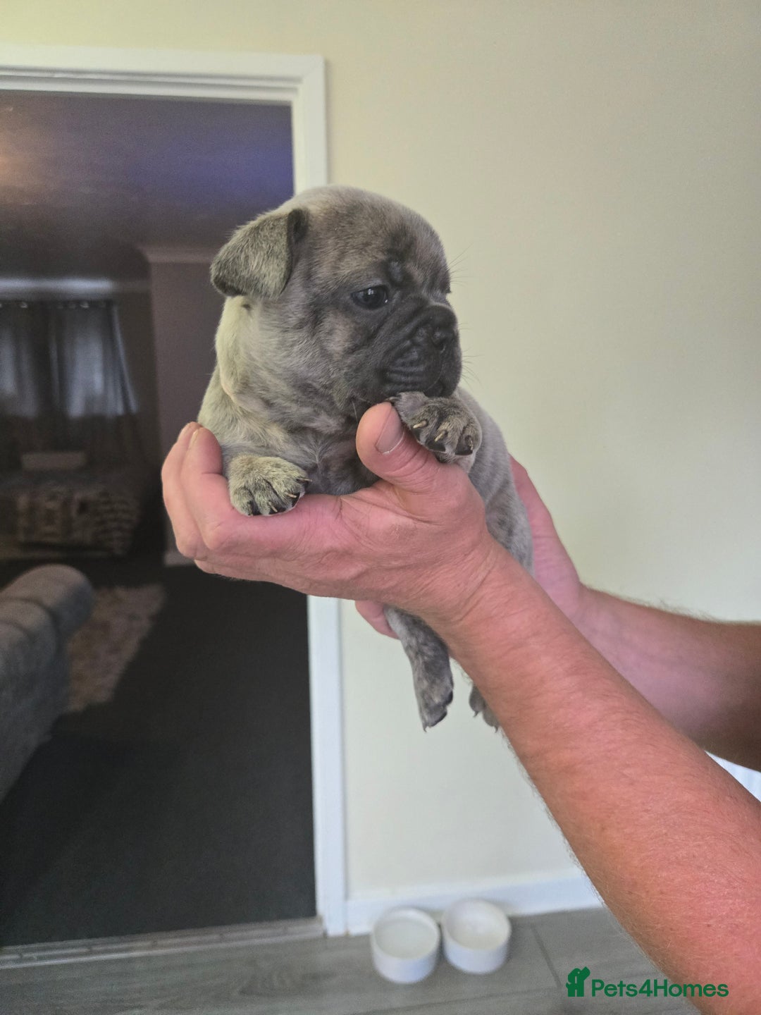 French Bulldog dogs for sale: Beautiful litter of 5 french bulldogs for sale  - Image 8