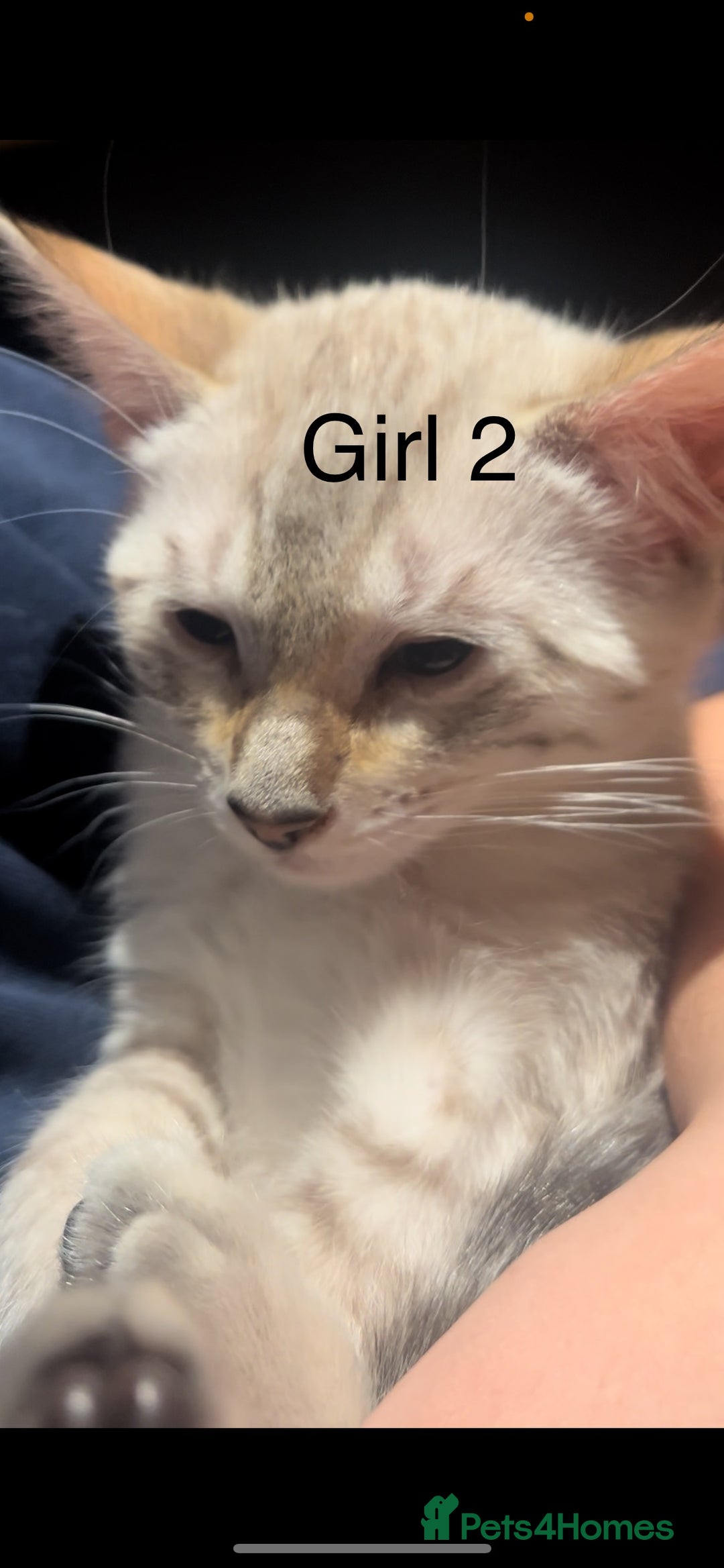 Mixed Breed cats for sale: mixed bengal kittens, ready to leave b4  **  - Advert 12