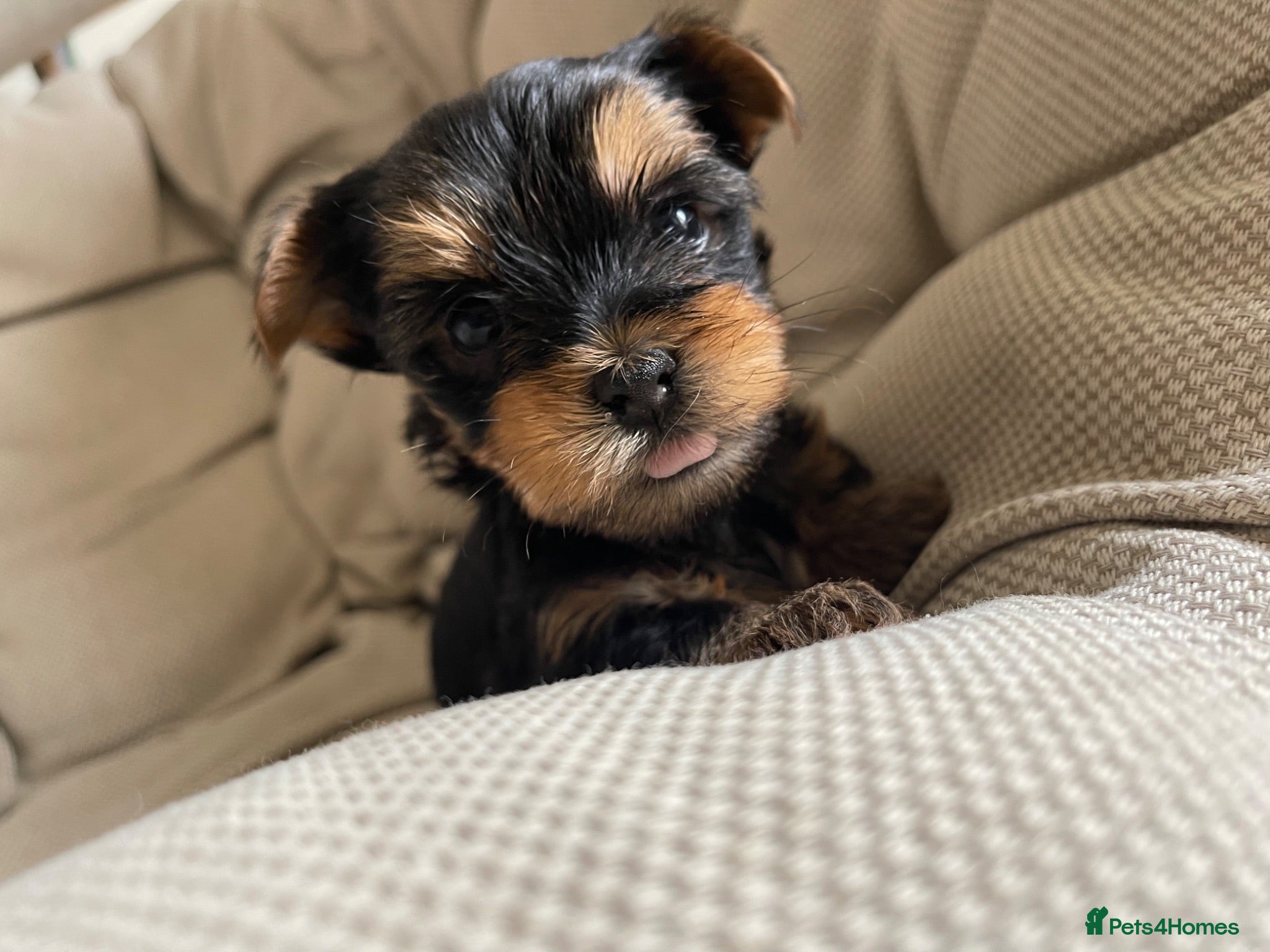 Yorkshire Terrier dogs Adorable Yorkshire Terrier Puppies 🐾❤️ - Advert 2