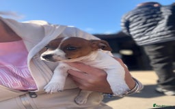 Jack Russell dogs for sale: Jack Russell puppies  - Image 13