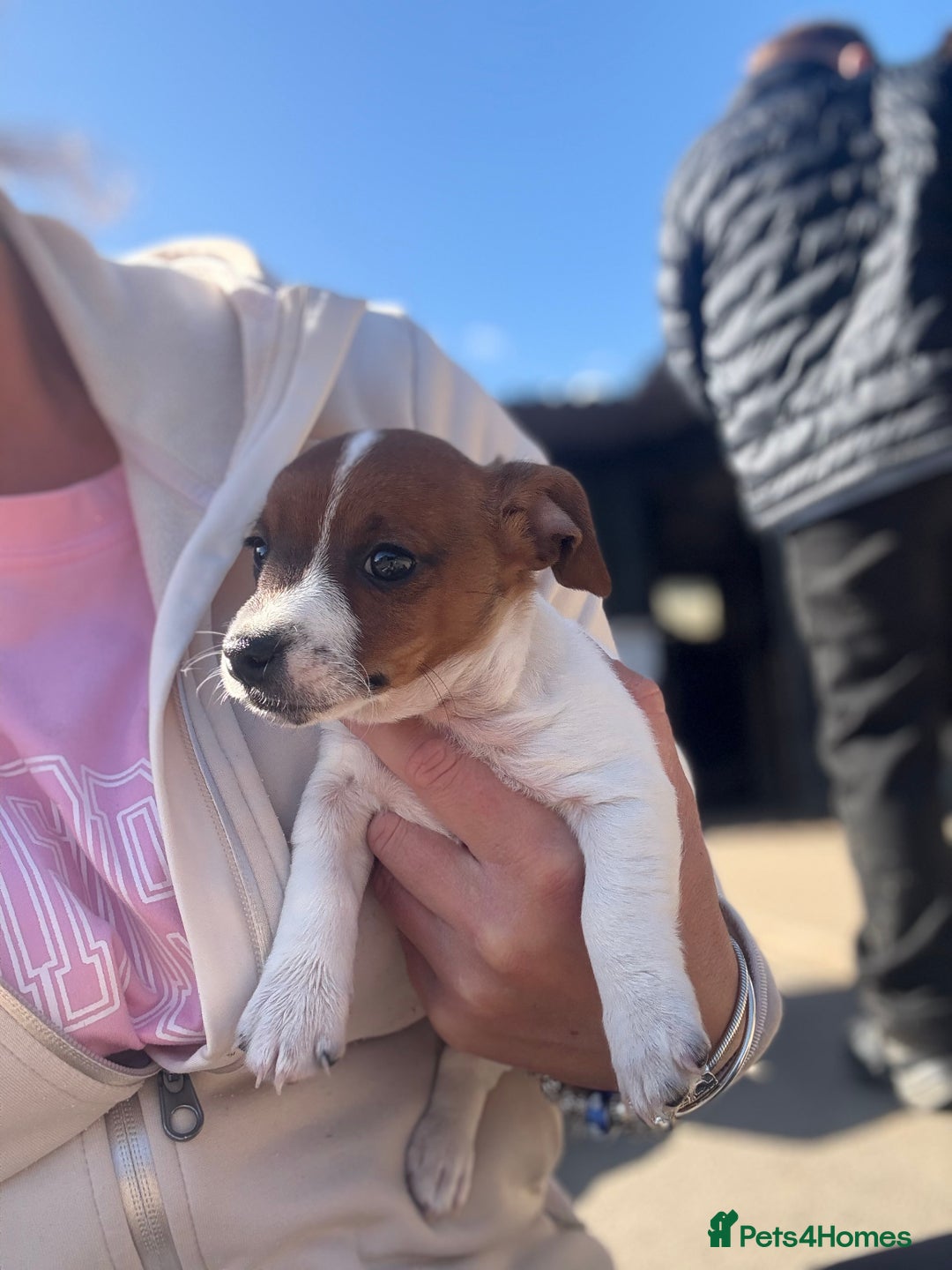 Jack Russell dogs for sale: Jack Russell puppies  - Image 13