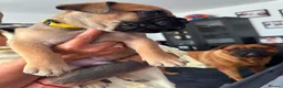 Bullmastiff dogs for sale: Bullmastiff Puppies Available - Advert 4