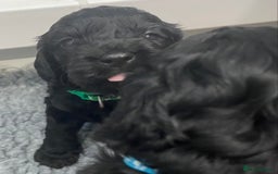Cockapoo dogs for sale: Cockapoo Puppies for Sale - Image 11