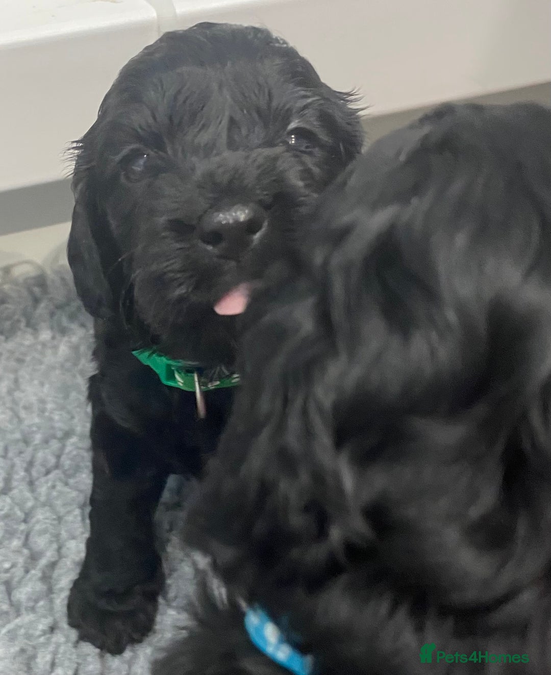 Cockapoo dogs for sale: Cockapoo Puppies for Sale - Image 11