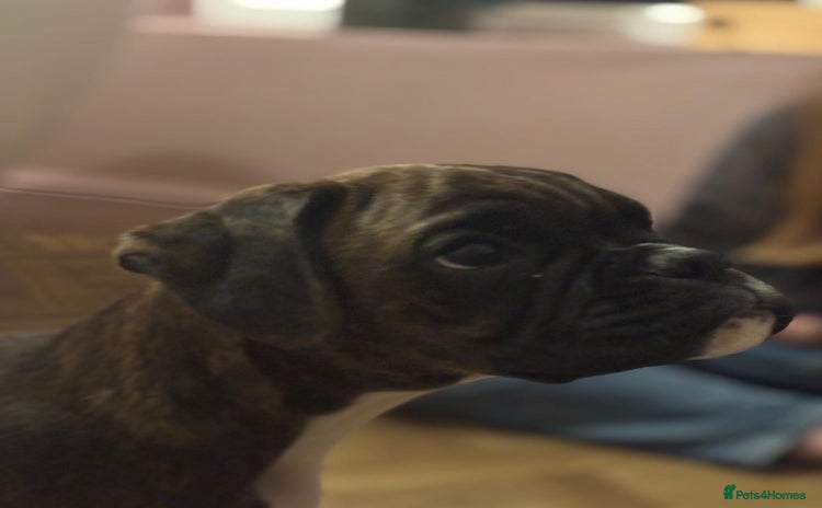 Boxer dogs - Advert 4