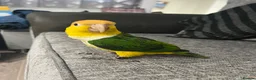 Parrots birds for sale: Tame Hand Reared Parrot Caique with huge Cage - Advert 3